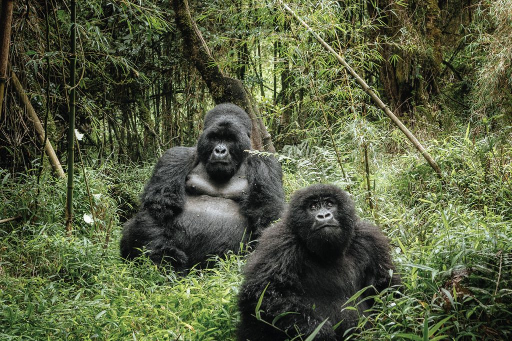 bwindi forest national park