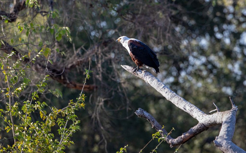 Bird watching in Mana Pools National Park.
