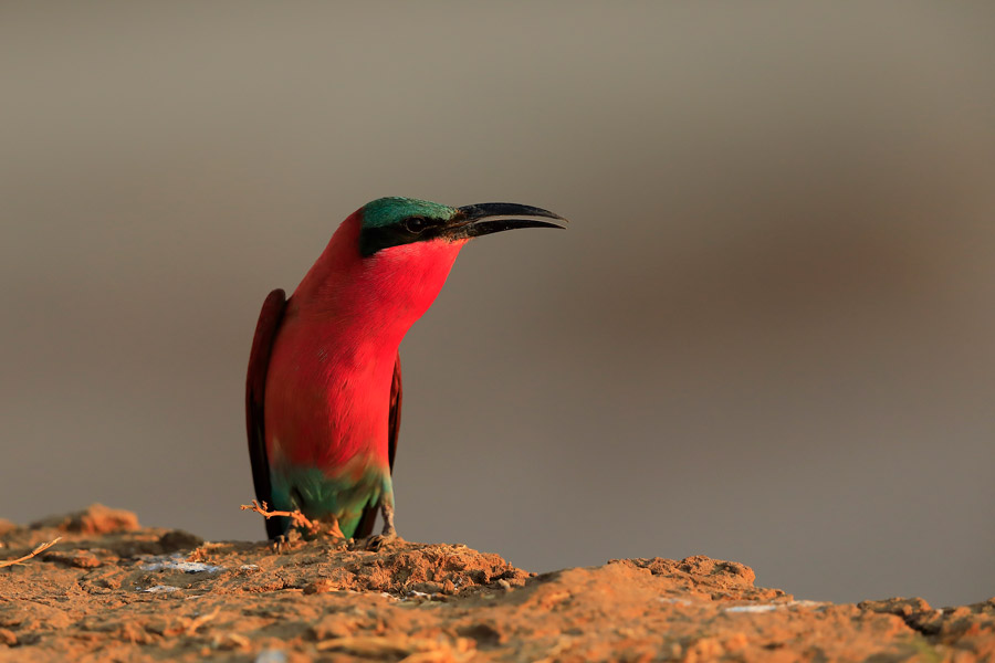 Bird watching in South Luangwa National Park.
