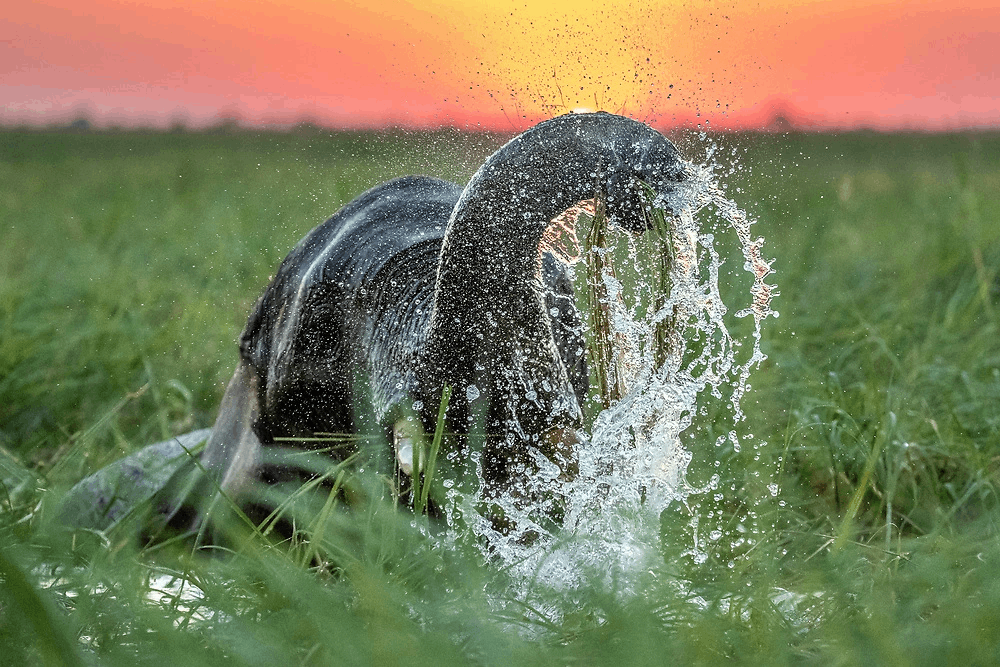 Photography tour in Chobe National Park.