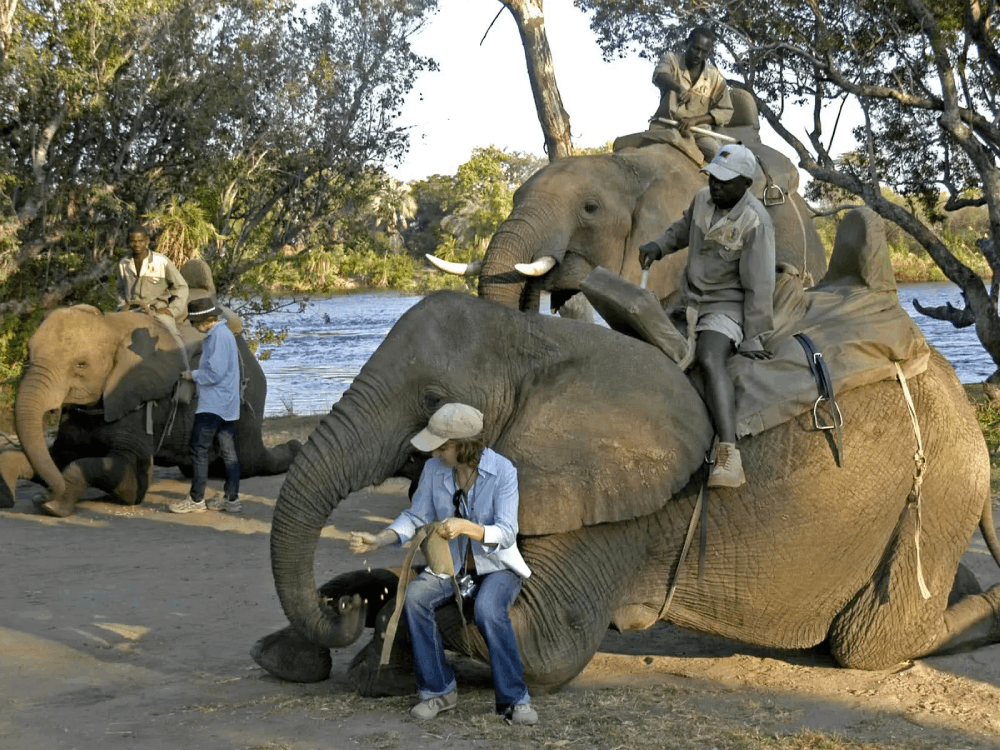 Elephant interactions on a Zambia safari