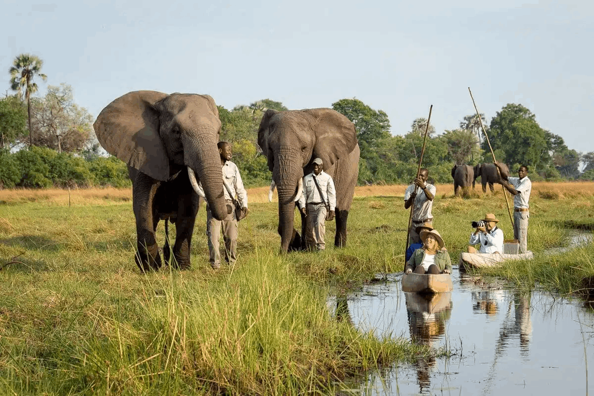 Elephant interactions on a Zambia safari