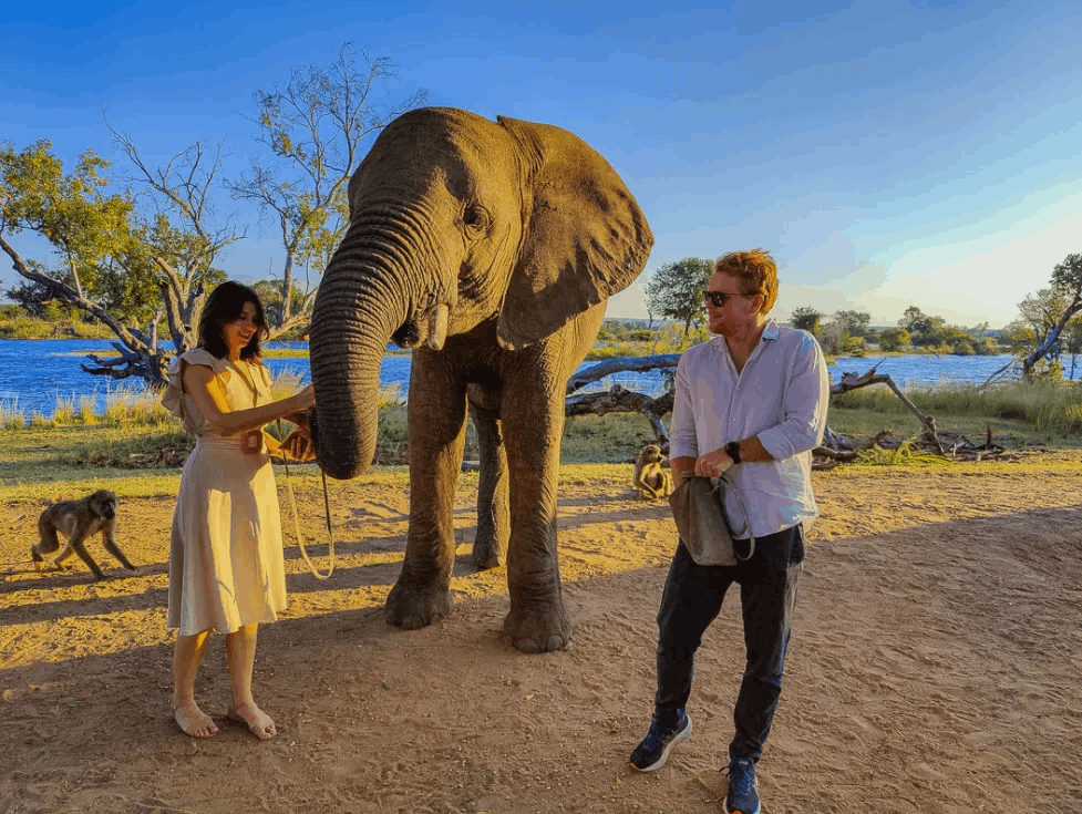 Elephant interactions on a Zambia safari