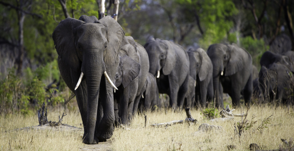 Exploring Hwange National Park.