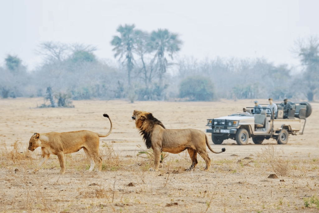 Game drives in Liuwa Plains National Park.
