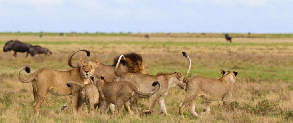 Guided walking safari in Liuwa Plains National Park.
