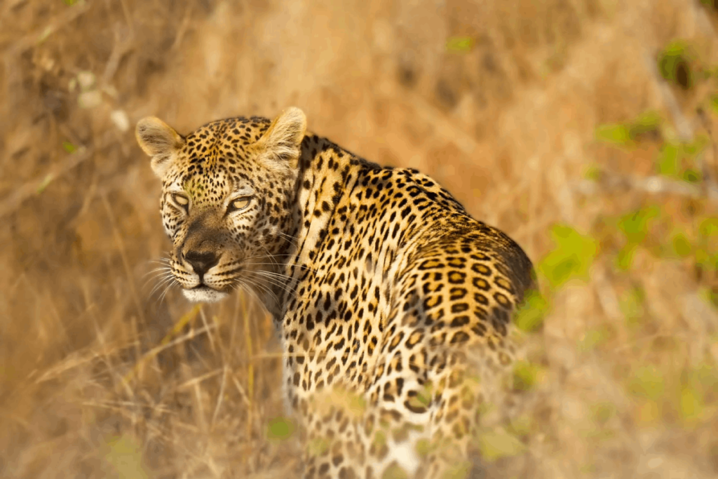 Visiting valley of the Leopard.