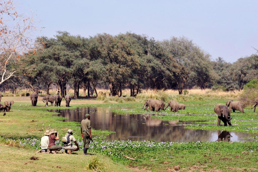 Walking safaris in Lower Zambezi National Park.
