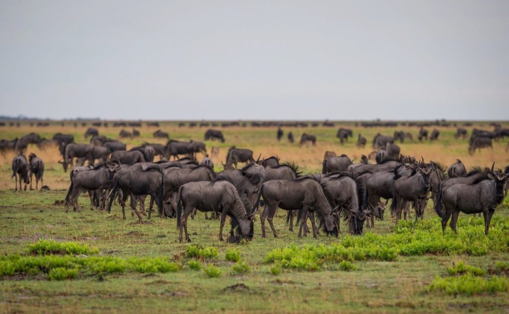 Witnessing Blue migration in Liuwa Plains National Park.
