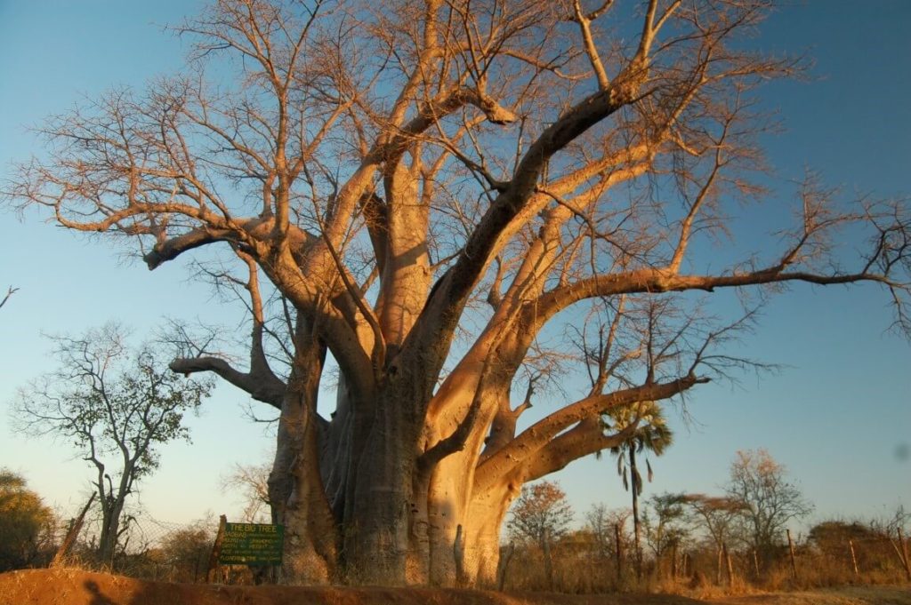 big tree