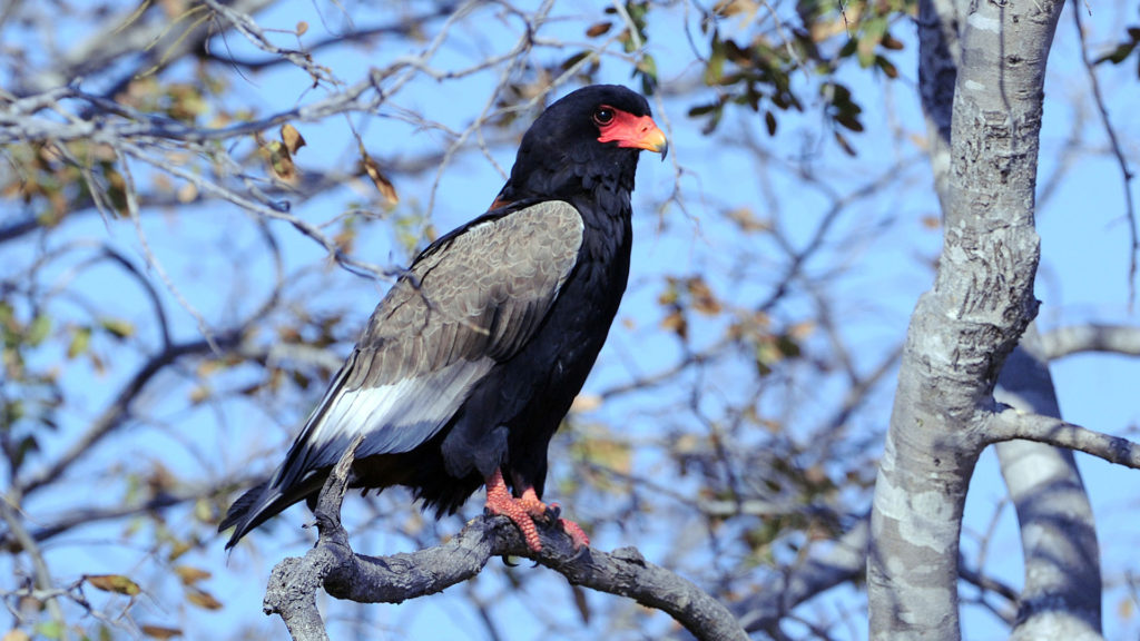 Bird watching in Chobe National Park.