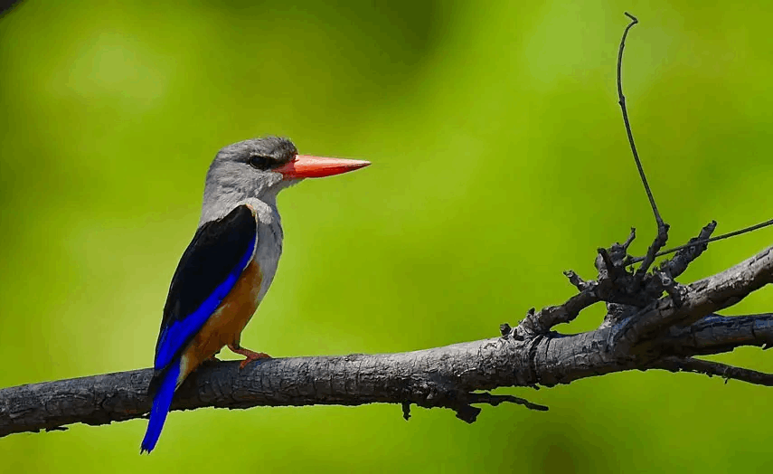 birding in kafue National park