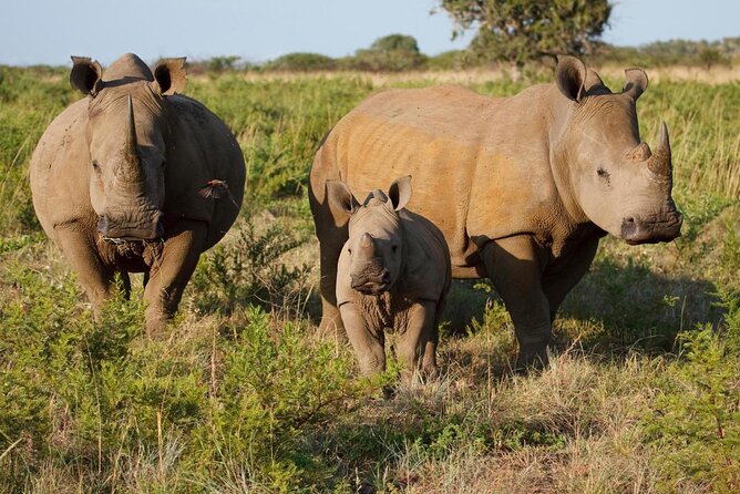 white rhinos in mosi
