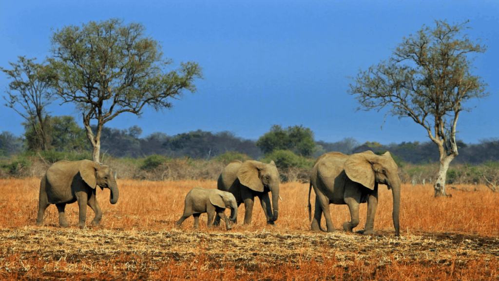 south luangwa national park 