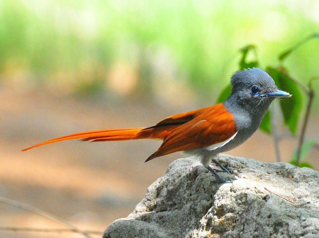 birds of victoria falls 