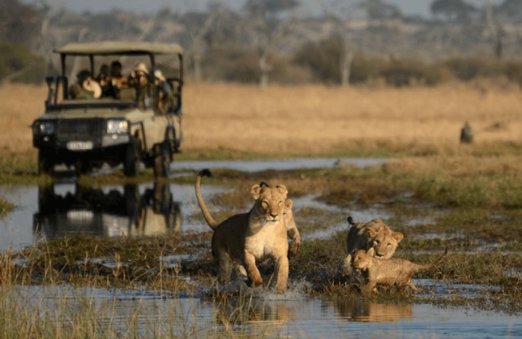 game drive in chobe national park 