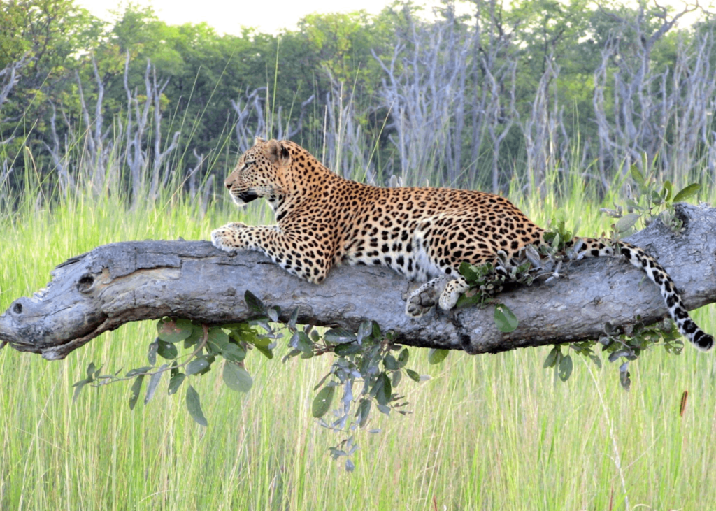 moremi national park 