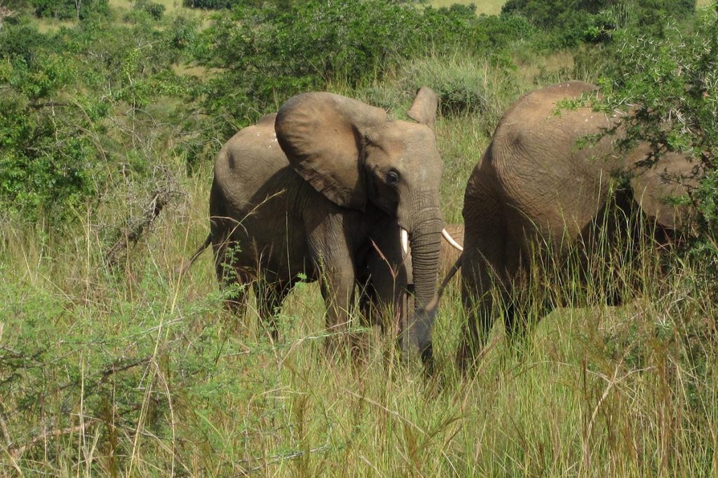 Mosi-Oa-Tunya national park